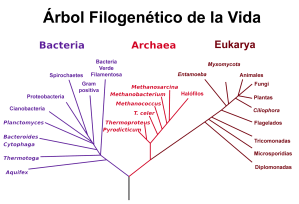 archeobacterias filogenetica