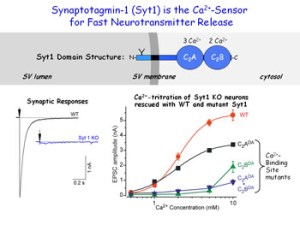sinapsis tomas südhof