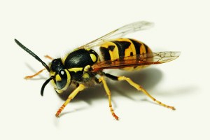 vespula-germanica-wikipedia1