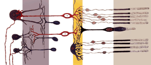 regeneracion nerviosa