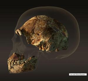 Homo naledi National geographic