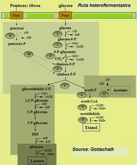 ruta heterofermentativa