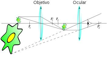 Imagen microscopio 2
