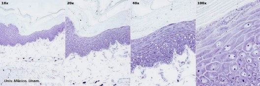 Proceso histológico