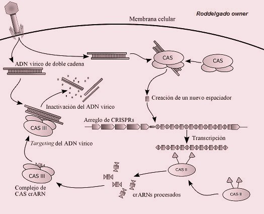 CRISPR~3