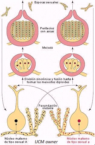 neurospora