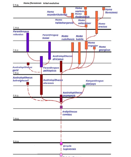 floresiensis arbol evolutivo