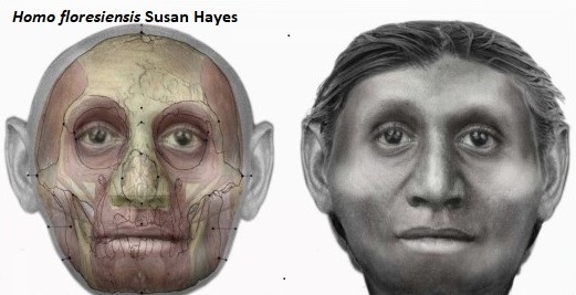 Hombre floriensis ok