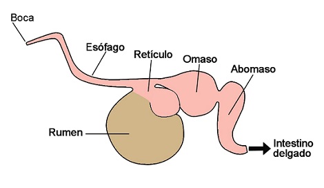 Estómagorumiantes ok
