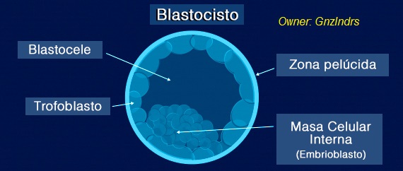 Celulas madre blastocisto