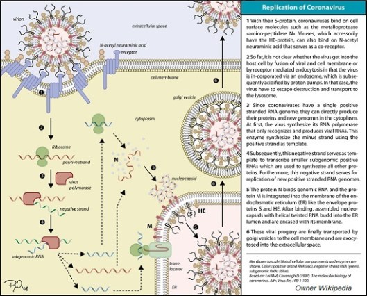 Coronavirus_replication