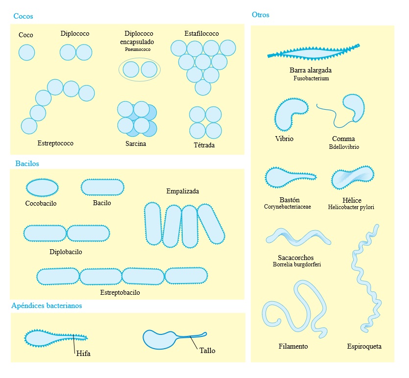 tipos de bacterias ok