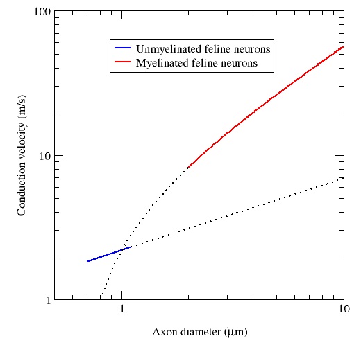 Conduction_velocity_and_myelination ok