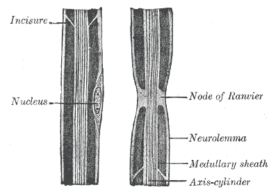 Nodule Ranvier